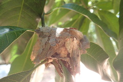 Chrysuronia versicolor