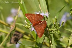 Emesis mandana