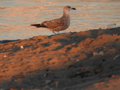 Larus michahellis