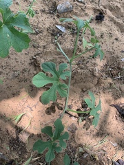 Pyrenacantha kaurabassana