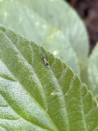Ishidaella anemolua, 2025-11-05