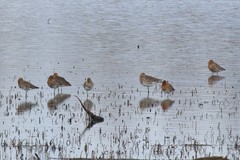 Limosa limosa