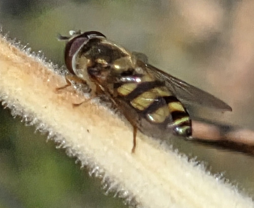 Unknown species found near Hampden, WI, USA