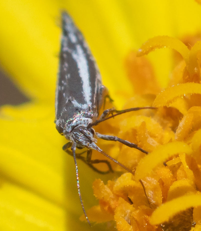 Landryia reducta