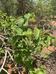 Strophanthus kombe
