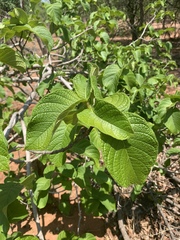 Strophanthus kombe