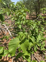 Strophanthus kombe
