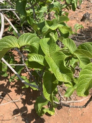 Strophanthus kombe