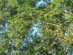 Parkia speciosa