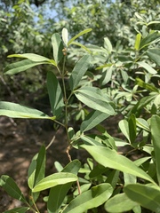 Rhoicissus revoilii
