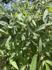 Rhoicissus revoilii