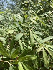 Rhoicissus revoilii