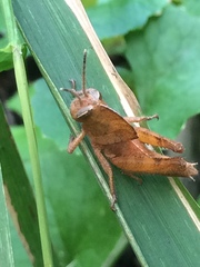 Abisares viridipennis