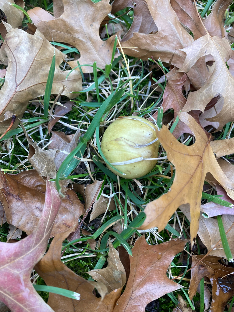 Amanita phalloides · November 2025 · photo: © aluguana (iNaturalist, cc-by)