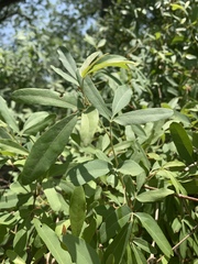 Rhoicissus revoilii