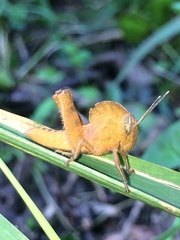 Abisares viridipennis