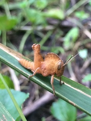Abisares viridipennis