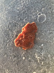 Clathria prolifera