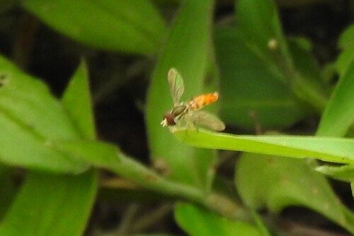 Unknown species found near Wiles Road West End Wyndham Lakes, Coral Springs, FL 33076, USA