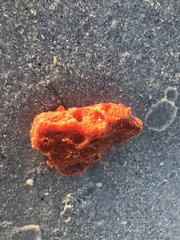 Clathria prolifera