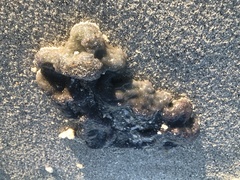 Aplidium stellatum