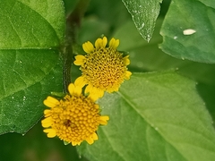 Acmella oleracea