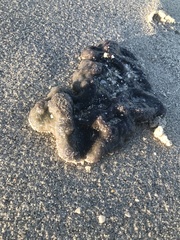 Aplidium stellatum