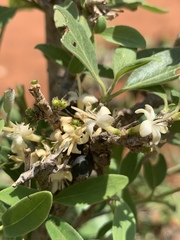 Coptosperma zygoon