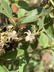 Coptosperma zygoon