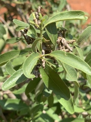 Coptosperma zygoon