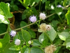 Praxelis clematidea