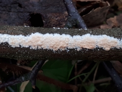 Cylindrobasidium evolvens