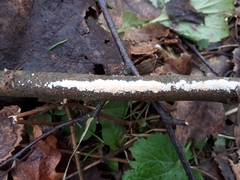 Cylindrobasidium evolvens