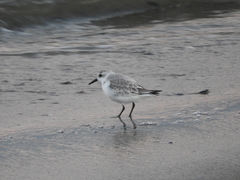 Calidris alba