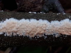 Cylindrobasidium evolvens