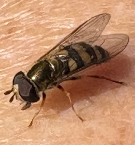 Unknown species found near Big South Fork Cumberland River, Oneida, TN, US