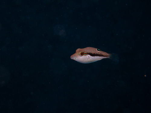 Canthigaster bennetti