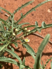 Jatropha erythropoda