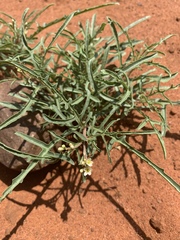 Jatropha erythropoda