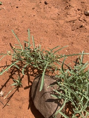 Jatropha erythropoda