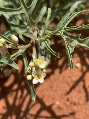 Jatropha erythropoda