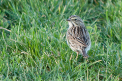 Passerculus sandwichensis