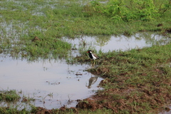 Vanellus indicus lankae