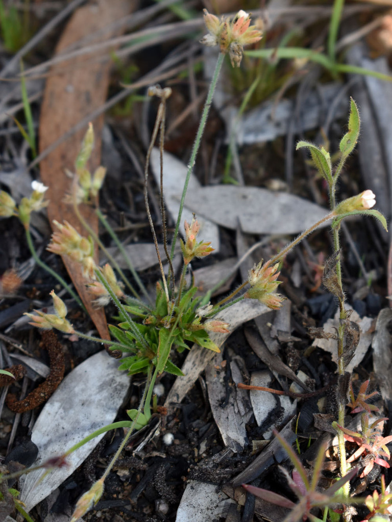 Mitrasacme brachystemonea