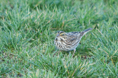 Passerculus sandwichensis
