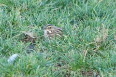 Passerculus sandwichensis