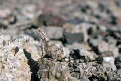 Agama anchietae