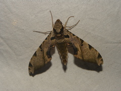 Protambulyx eurycles