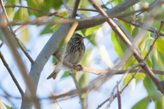 Passerculus sandwichensis