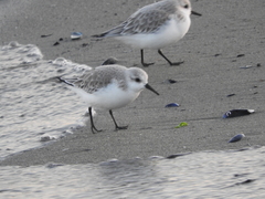 Calidris alba
